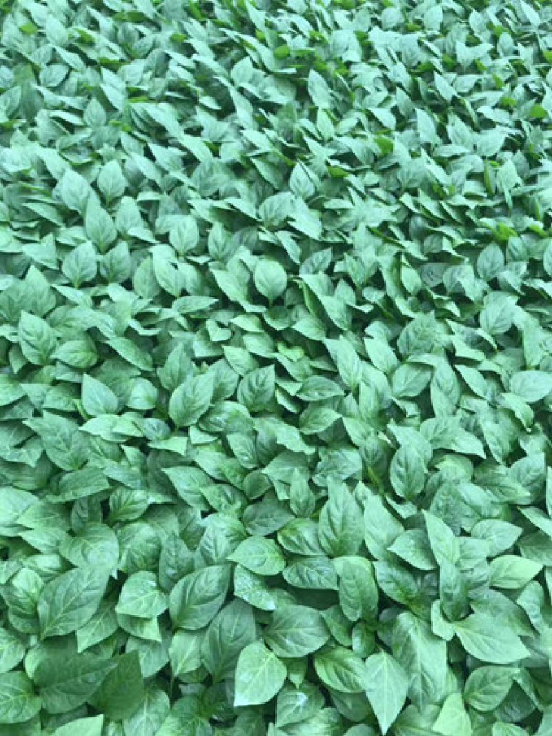 辣椒苗黄绿皮羊角椒苗纽内姆进口大果尖椒苗山东寿光基地