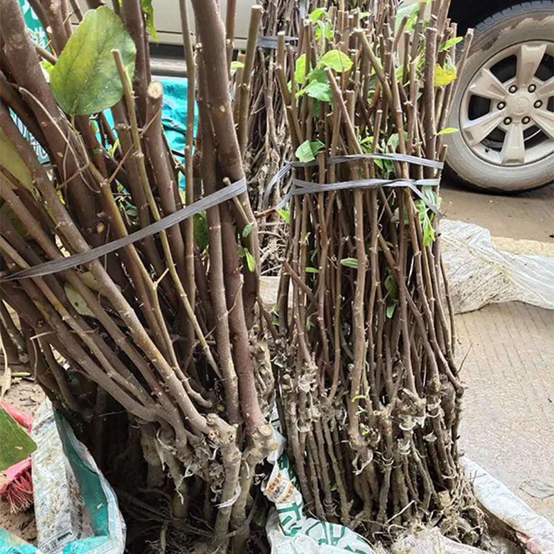 台湾大青枣树苗嫁接苗雪蜜枣丰产口感脆甜