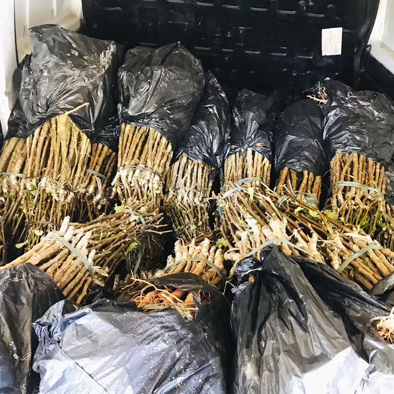 台湾大青枣树苗嫁接苗雪蜜枣丰产口感脆甜