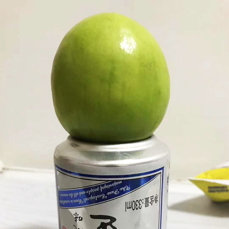 台湾大青枣树苗嫁接苗雪蜜枣丰产口感脆甜
