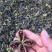 [推荐]安徽毫州芍药一手货源芍药种子产地直发