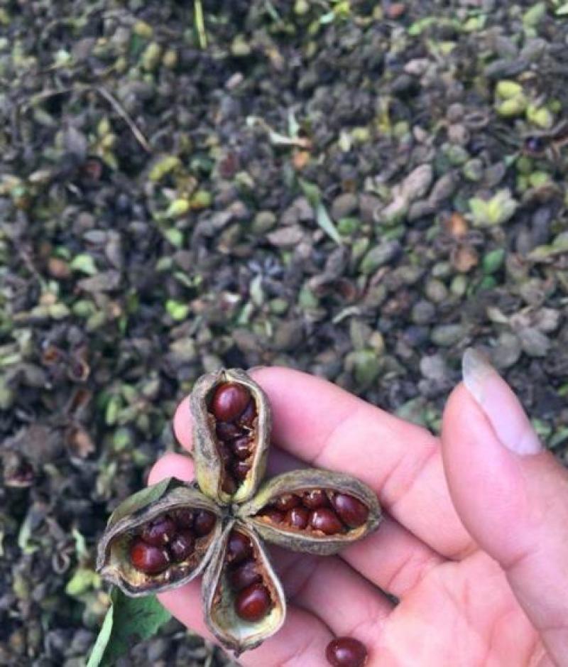 [推荐]安徽毫州芍药一手货源芍药种子产地直发