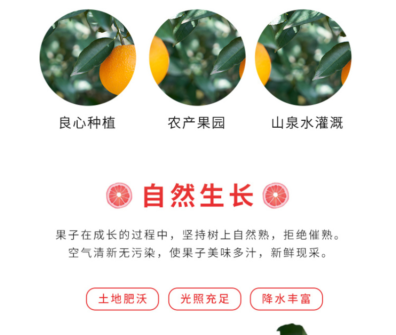 福建平和红心蜜柚基地直供一件代发对接电商平台商超