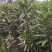 夹竹桃树苗净化空气夹竹桃盆栽花卉柳叶桃半年红庭院绿化植物