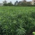夹竹桃树苗净化空气夹竹桃盆栽花卉柳叶桃半年红庭院绿化植物