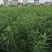 夹竹桃树苗净化空气夹竹桃盆栽花卉柳叶桃半年红庭院绿化植物