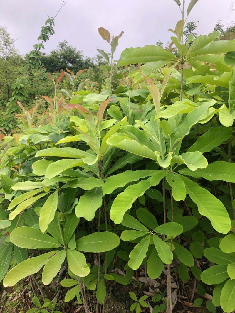 厚朴树苗园林绿化苗木药材种高存活规格齐全