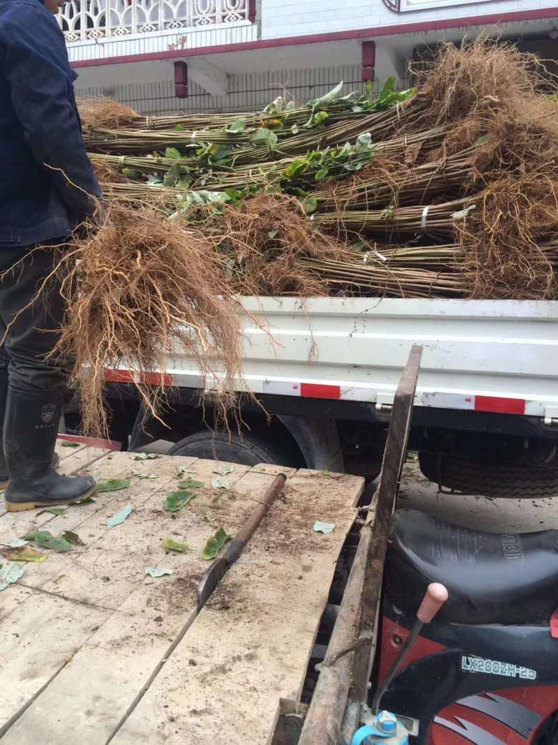 厚朴树苗园林绿化苗木药材种高存活规格齐全