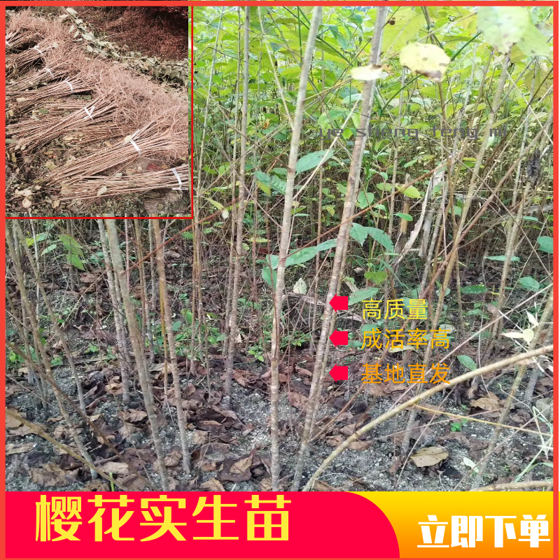 樱桃苗，大青叶，樱桃实生苗，0.3～3公分大量出售。