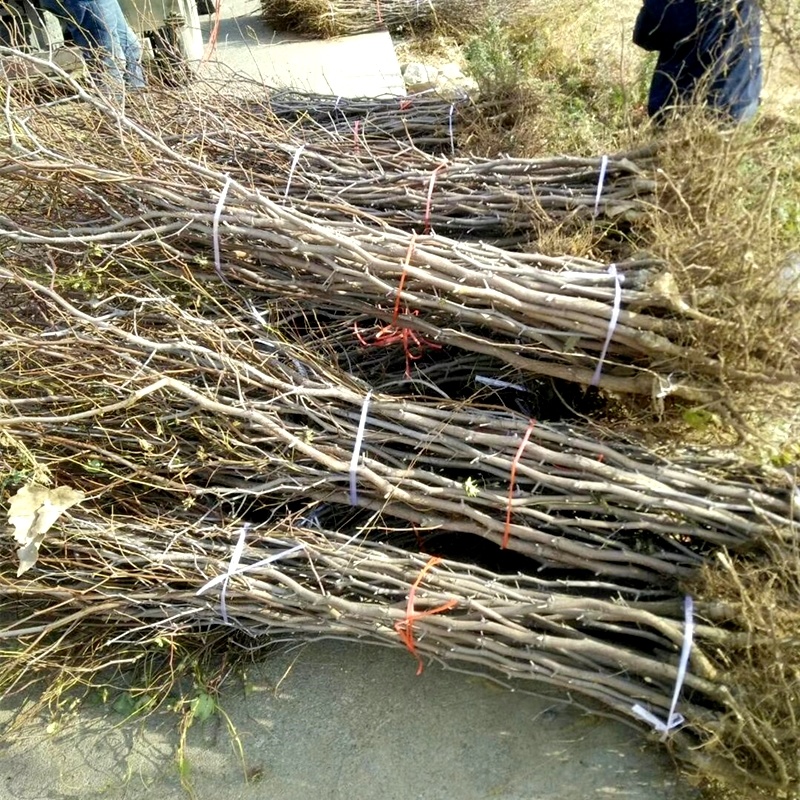 嫁接品种高硒枣苗高硒大枣苗当年结果枣树苗南北方种植果树苗