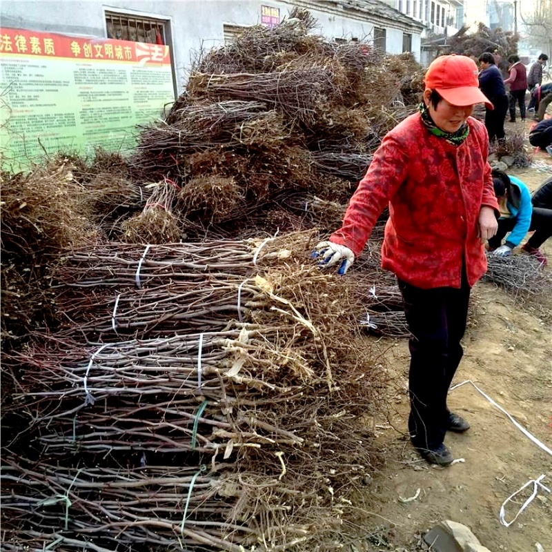 嫁接品种高硒枣苗高硒大枣苗当年结果枣树苗南北方种植果树苗