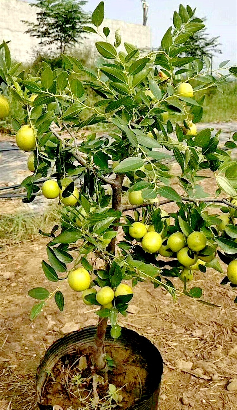 早金脆蜜枣树苗嫁接枣子苗特早金脆蜜枣苗南北方种植枣树苗