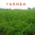 嫁接枣树苗金丝小枣枣树树苗南方北方果树苗地栽当年结果