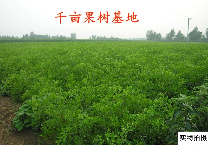 嫁接枣树苗金丝小枣枣树树苗南方北方果树苗地栽当年结果