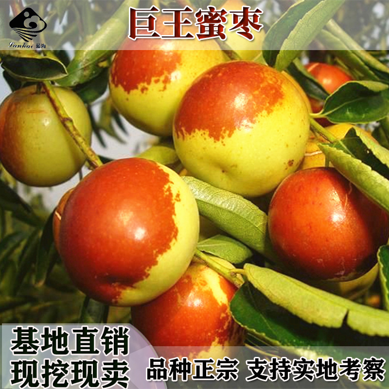 嫁接超级巨王枣苗巨王蜜枣大枣子苗枣树苗当年结果南北方种植