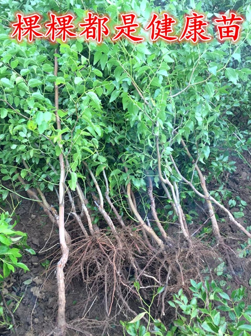嫁接超级巨王枣苗巨王蜜枣大枣子苗枣树苗当年结果南北方种植