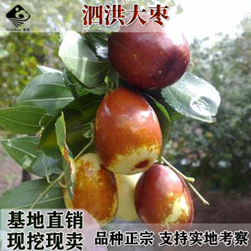 嫁接枣树苗泗洪大枣苗贡枣苗霸王枣子树苗当年结果树苗