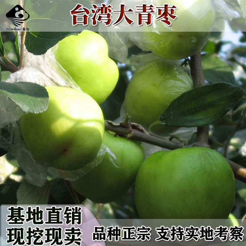 台湾大青枣树苗高朗枣嫁接苗南北方种植枣树苗地栽当年结果