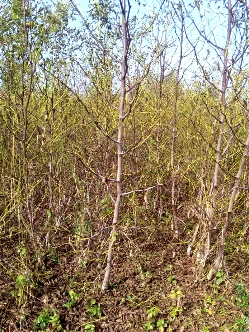 台湾大青枣树苗高朗枣嫁接苗南北方种植枣树苗地栽当年结果