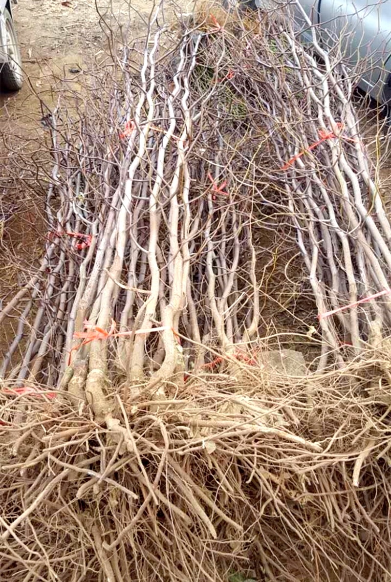 台湾大青枣树苗高朗枣嫁接苗南北方种植枣树苗地栽当年结果
