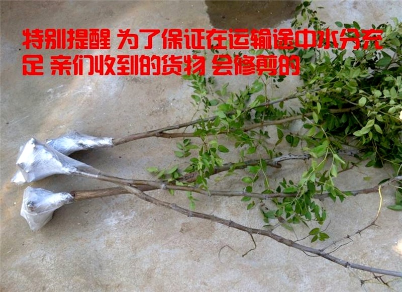 脆甜枣子树苗早脆王枣树苗嫁接枣子苗当年结果脆蜜大枣树苗