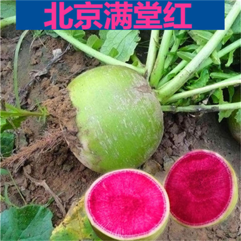 杂交北京满堂红种子绿皮红拖车头心里美萝卜种子高产不糠心