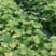 阳光玫瑰葡萄苗，3309m砧木，5BB砧木
