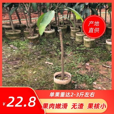 芒果树苗金煌芒果苗桂七芒果嫁接苗贵妃台农芒果树苗