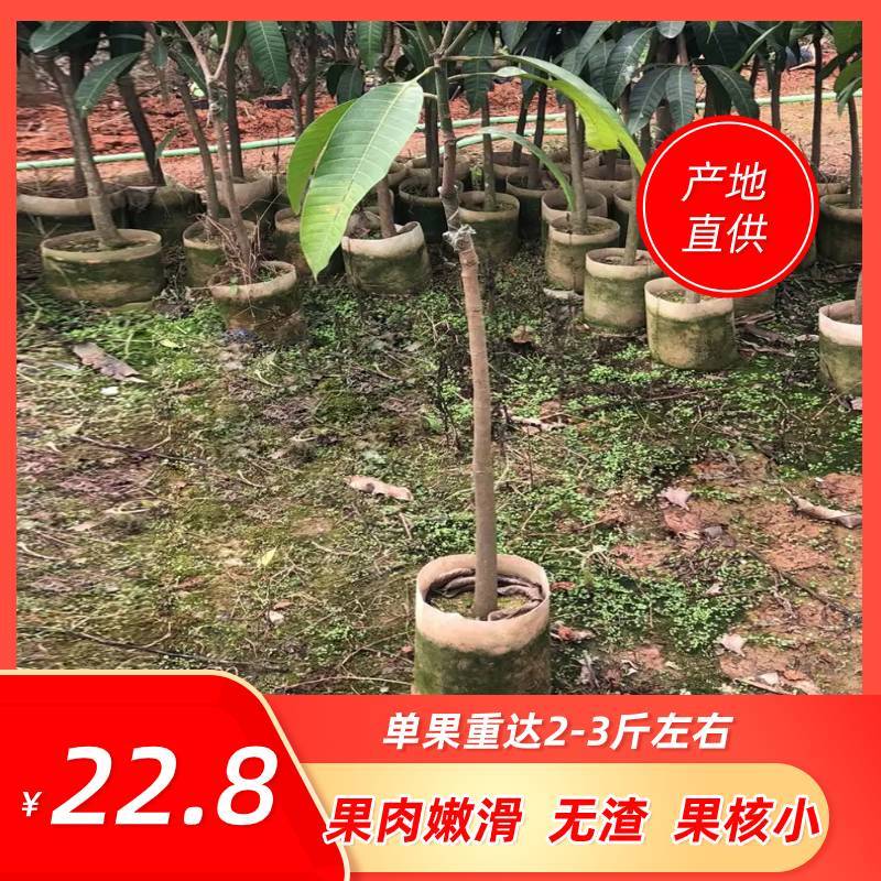芒果树苗金煌芒果苗桂七芒果嫁接苗贵妃台农芒果树苗