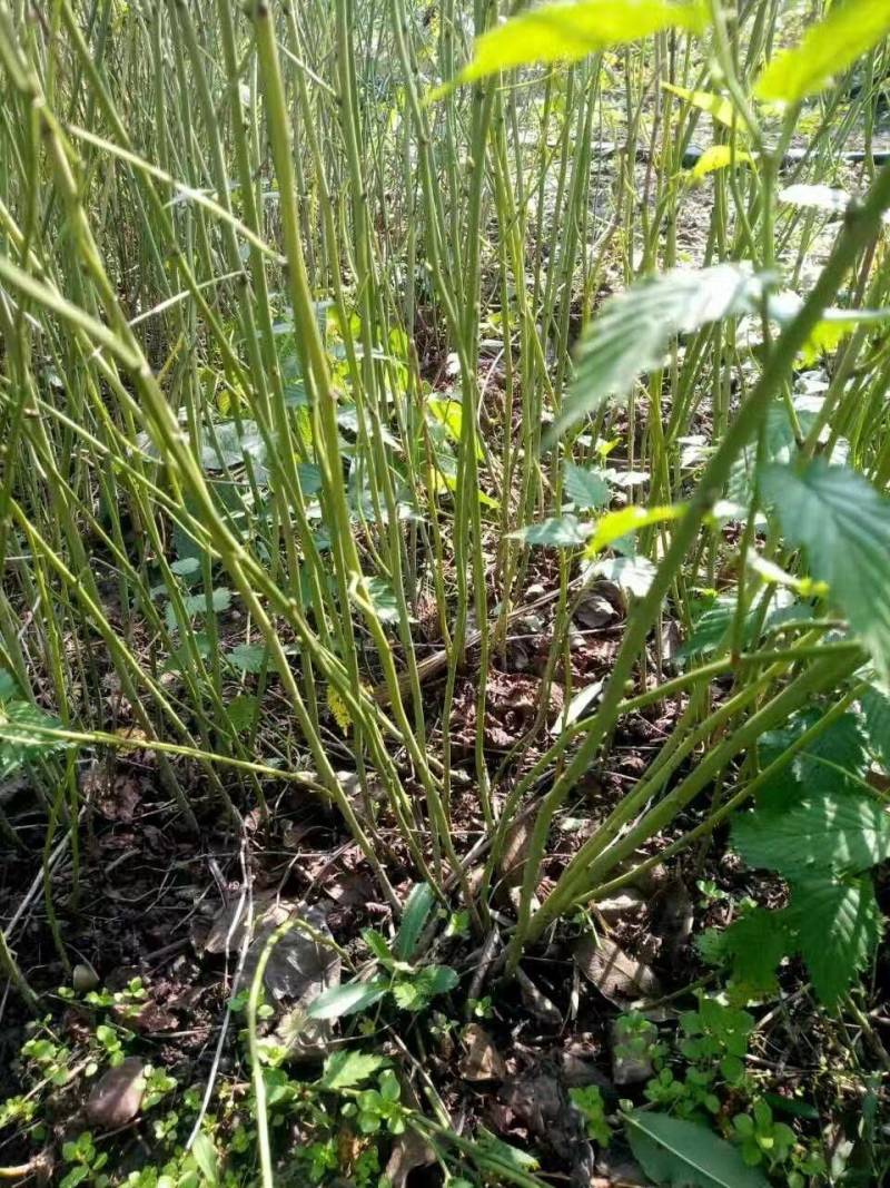 黄色系重瓣棣棠花室外庭院阳台盆栽耐阴灌木花卉植物棣棠