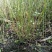 黄色系重瓣棣棠花室外庭院阳台盆栽耐阴灌木花卉植物棣棠