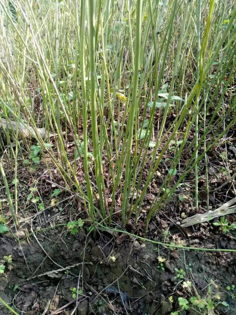 黄色系重瓣棣棠花室外庭院阳台盆栽耐阴灌木花卉植物棣棠