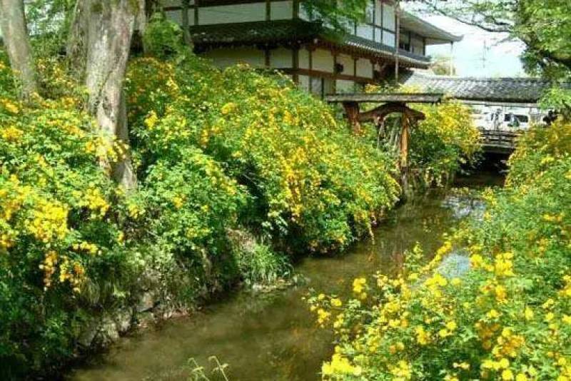 黄色系重瓣棣棠花室外庭院阳台盆栽耐阴灌木花卉植物棣棠