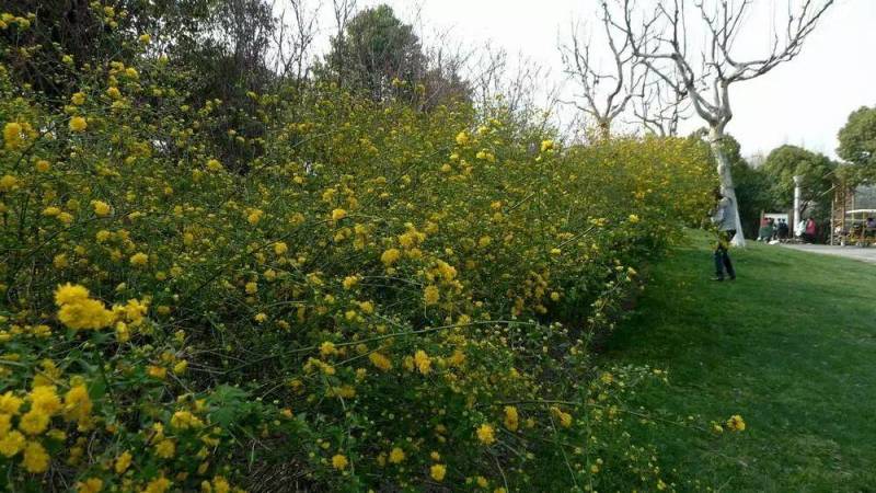 黄色系重瓣棣棠花室外庭院阳台盆栽耐阴灌木花卉植物棣棠