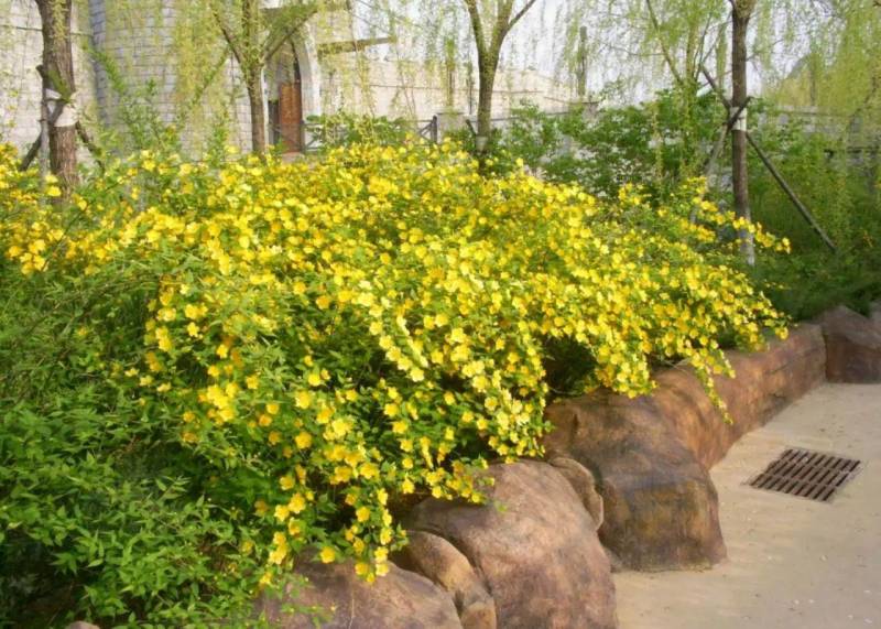 黄色系重瓣棣棠花室外庭院阳台盆栽耐阴灌木花卉植物棣棠