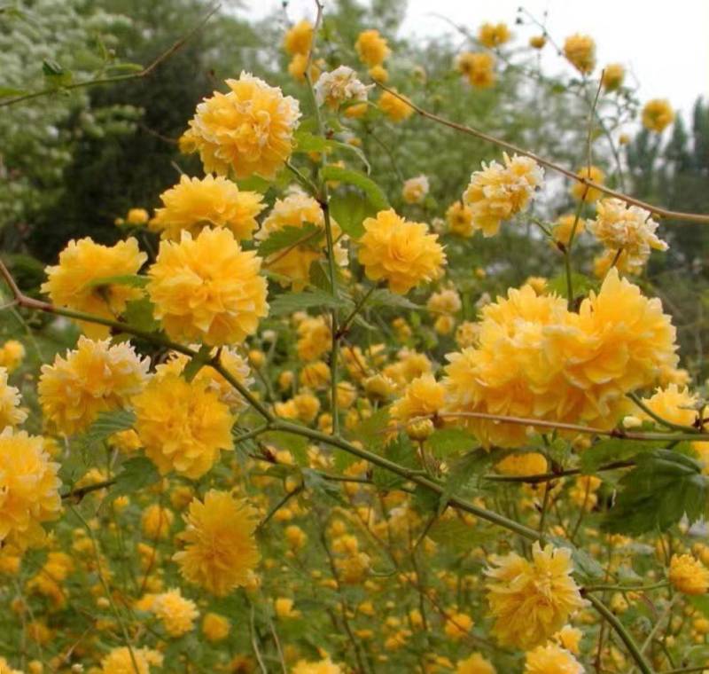 黄色系重瓣棣棠花室外庭院阳台盆栽耐阴灌木花卉植物棣棠