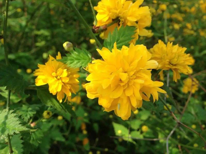 黄色系重瓣棣棠花室外庭院阳台盆栽耐阴灌木花卉植物棣棠