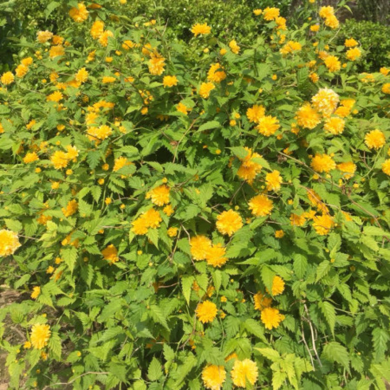 黄色系重瓣棣棠花室外庭院阳台盆栽耐阴灌木花卉植物棣棠