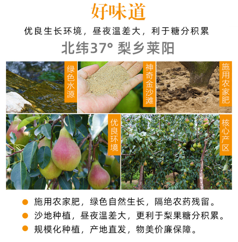【一件代发】烟台太婆梨5斤软糯香甜山东特产香蕉梨