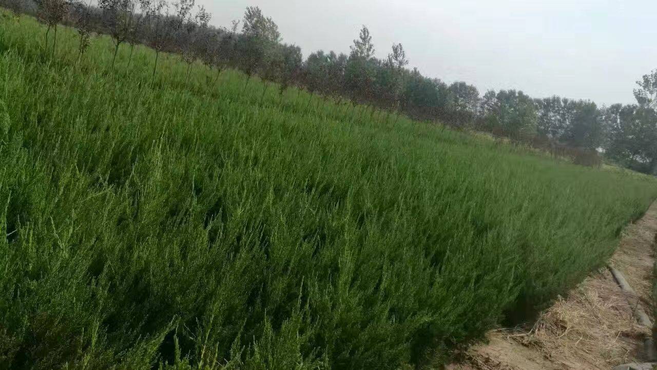 龙牙百合田间种植图