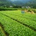 顺丰包邮安吉白茶茶树苗一年生冬插苗茶苗中茶108茶批发