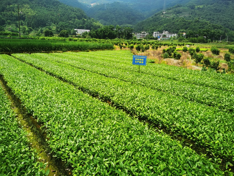 顺丰包邮安吉白茶茶树苗一年生冬插苗茶苗中茶108茶批发
