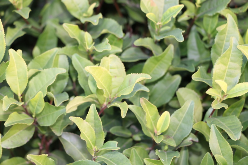 安吉白茶茶树苗南方种植龙井苗早茶苗观音绿茶福建苗圃直销