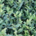 安吉白茶茶树苗南方种植龙井苗早茶苗观音绿茶福建苗圃直销
