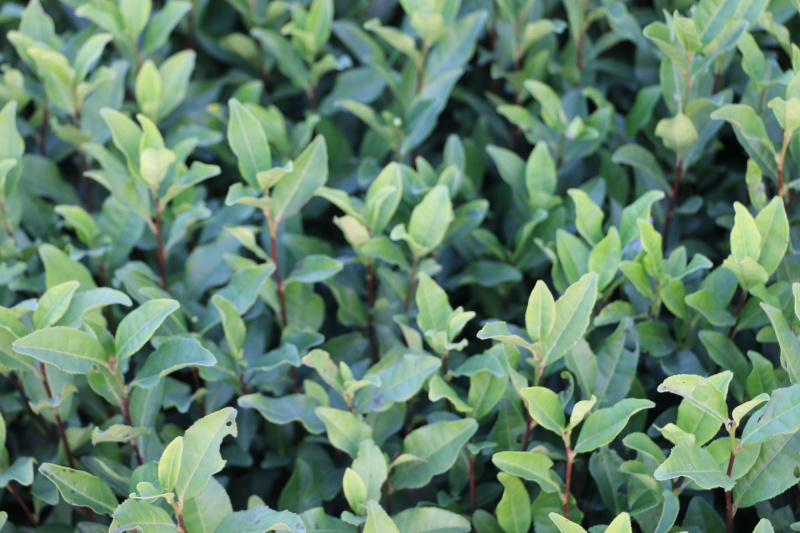 安吉白茶茶树苗南方种植龙井苗早茶苗观音绿茶福建苗圃直销