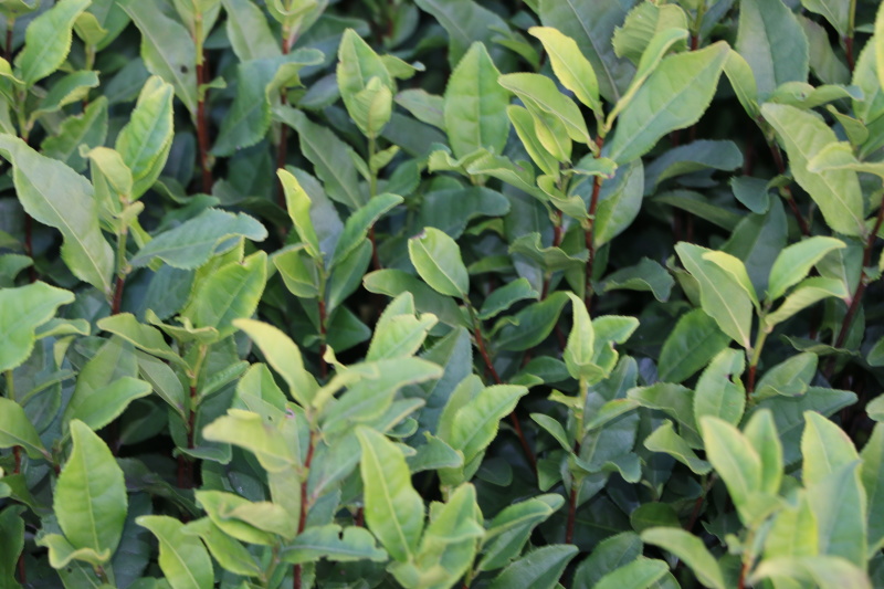 安吉白茶茶树苗南方种植龙井苗早茶苗观音绿茶福建苗圃直销