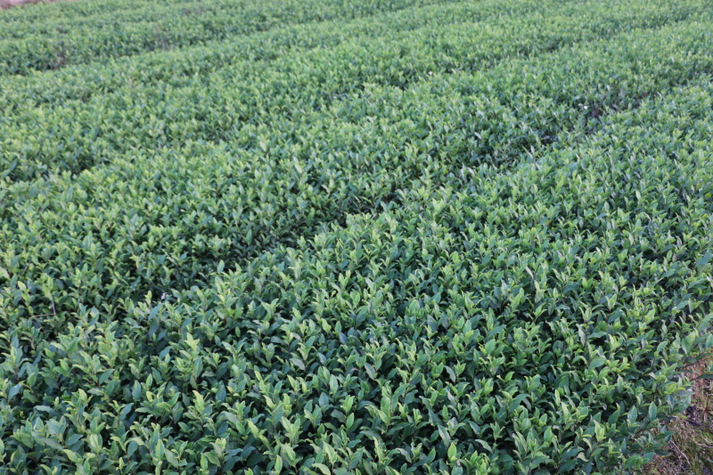 安吉白茶茶树苗南方种植龙井苗早茶苗观音绿茶福建苗圃直销