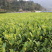 安吉白茶茶树苗南方种植龙井苗早茶苗观音绿茶福建苗圃直销