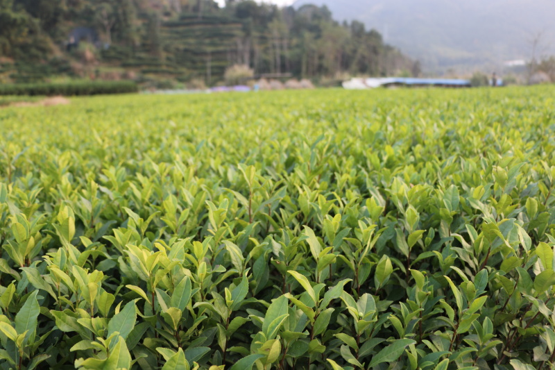 安吉白茶茶树苗南方种植龙井苗早茶苗观音绿茶福建苗圃直销