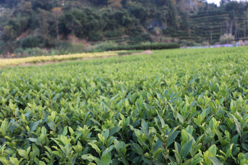 安吉白茶茶树苗南方种植龙井苗早茶苗观音绿茶福建苗圃直销